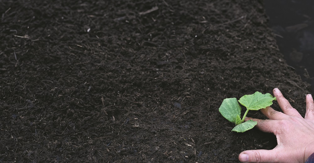 Biochar in a garden