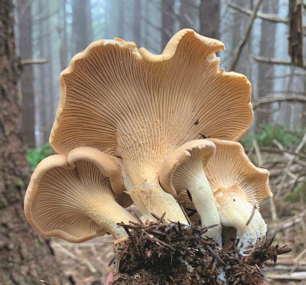 chanterelle mushrooms