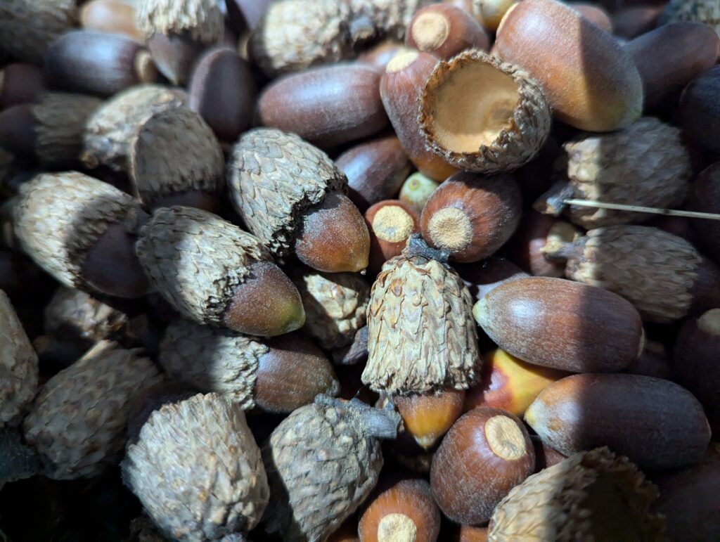 Acorns